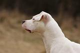 DOGUE ARGENTIN 073